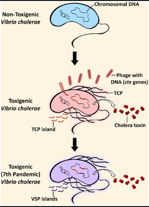 causes and prevention of cholera