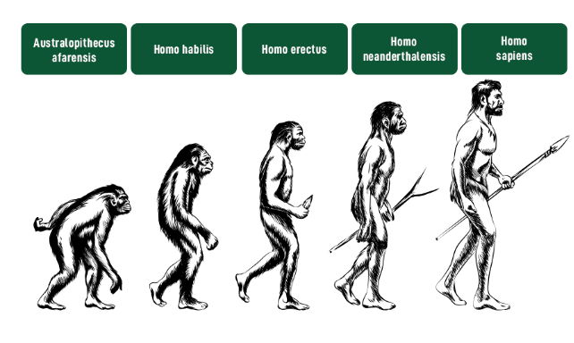 the evolution of mankind explained