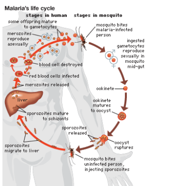 malaria, its causes and how to prevent it